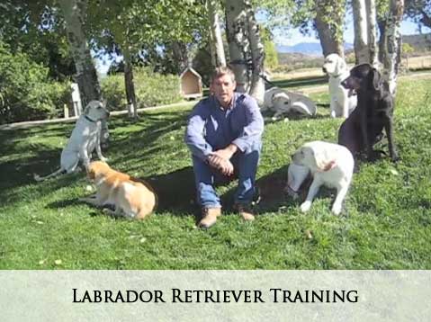 Labrador Retriever Training