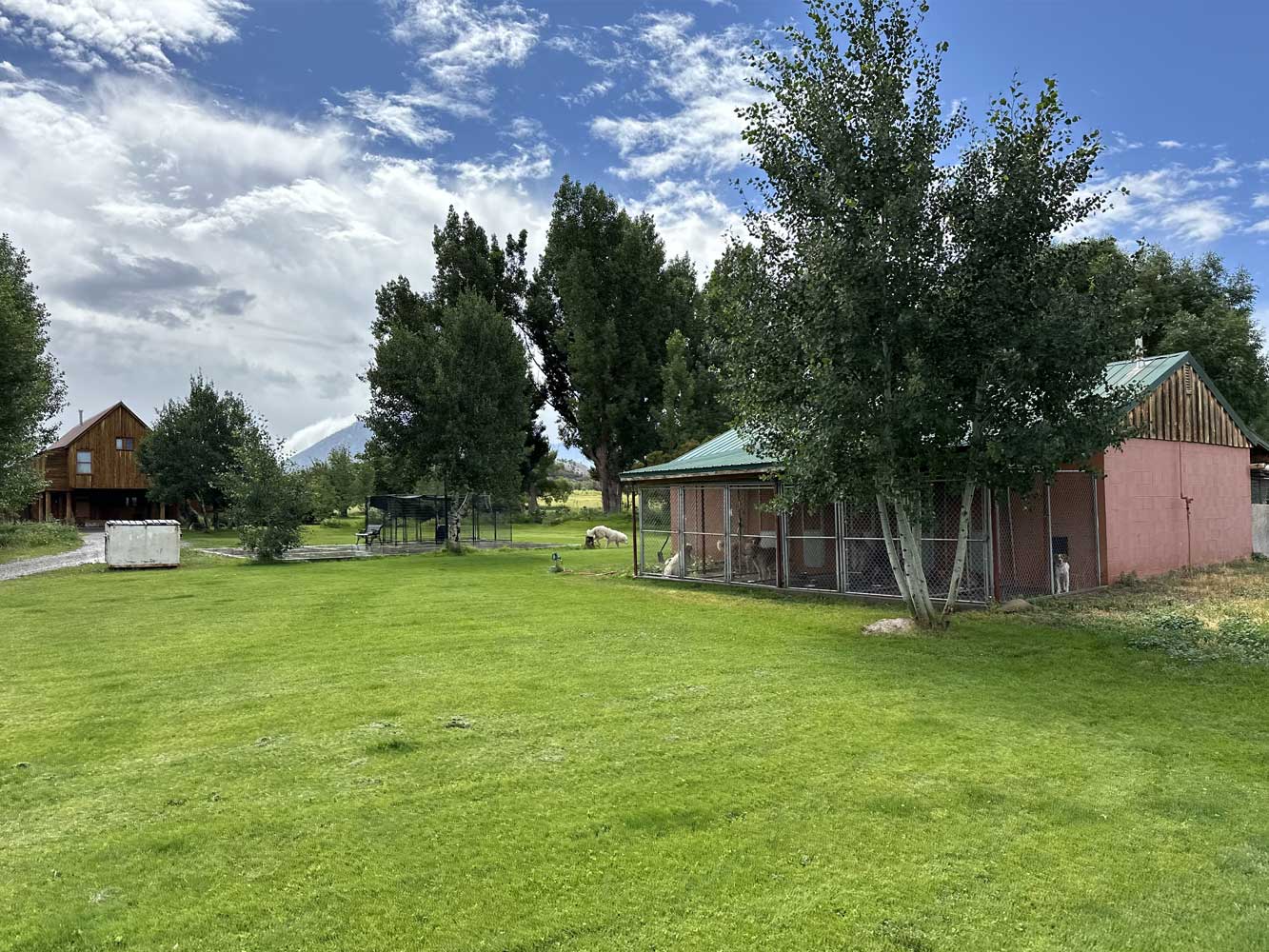 Dogs at Cottonwood Ranch